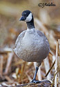 Branta hutchinsii